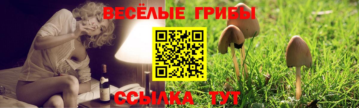 Псилоцибиновые грибы MAGIC MUSHROOMS  Вход с VPN  Камышлов  Псилоцибиновые грибы Psilocybe 